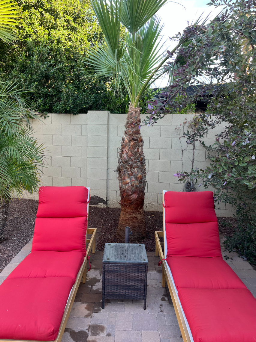Backyard lounge area with palm tree and red lounge chairs